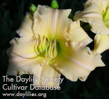 Daylily Above the Crowd